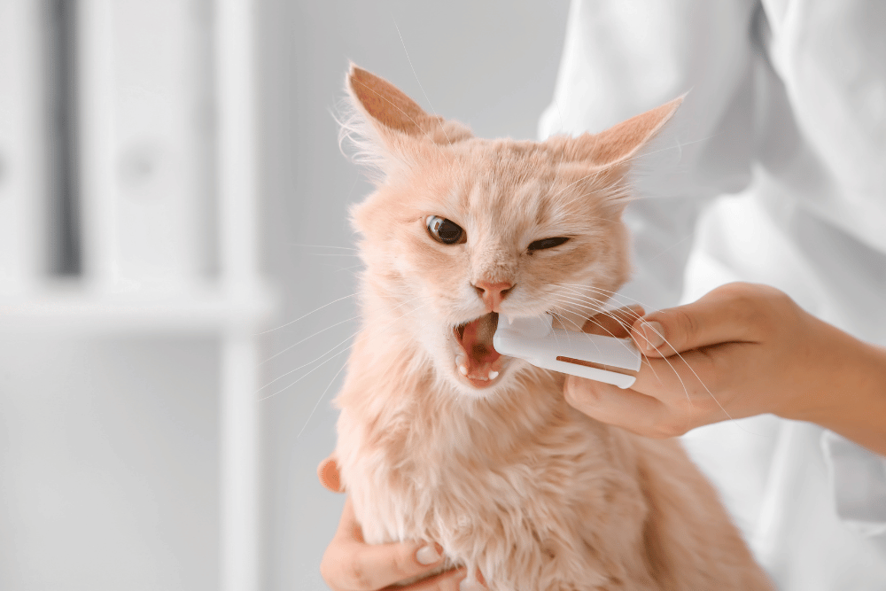 A person brushing a cat's teeth