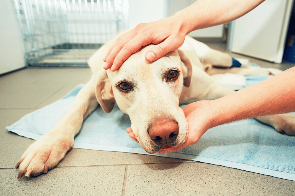 vet petting a sick dog