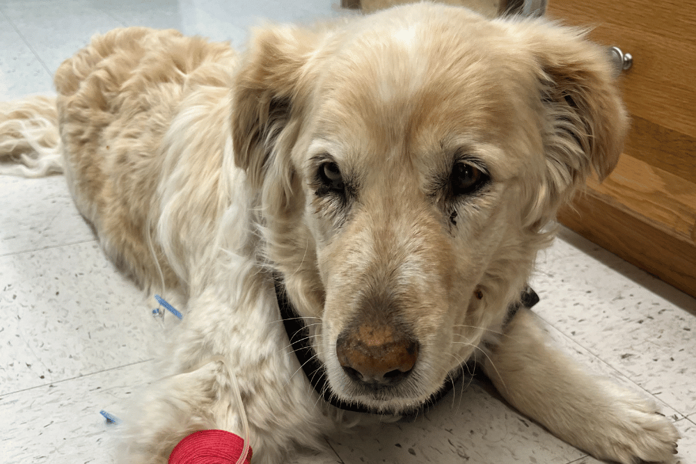 An injured dog wearing a cast on its leg