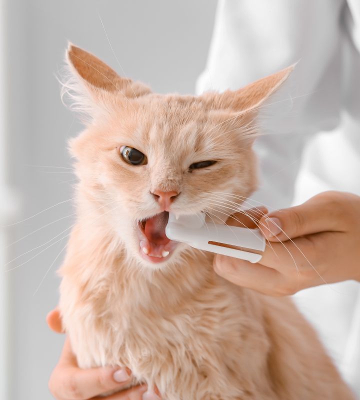 A person brushing a cat's teeth