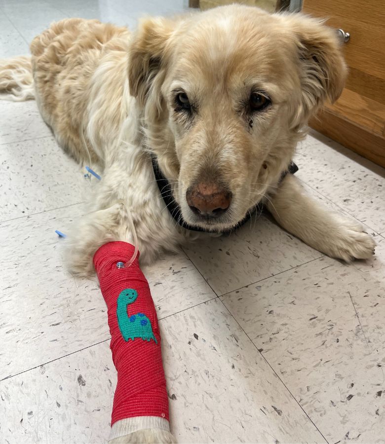 An injured dog wearing a cast on its leg